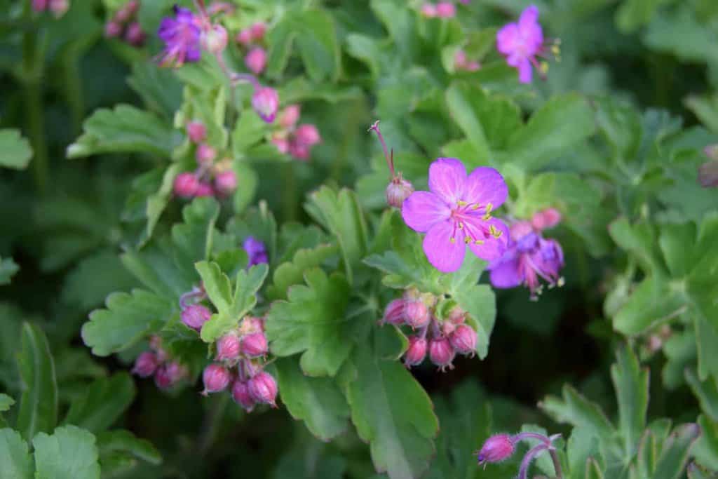 Geranium macrorrhizum ---